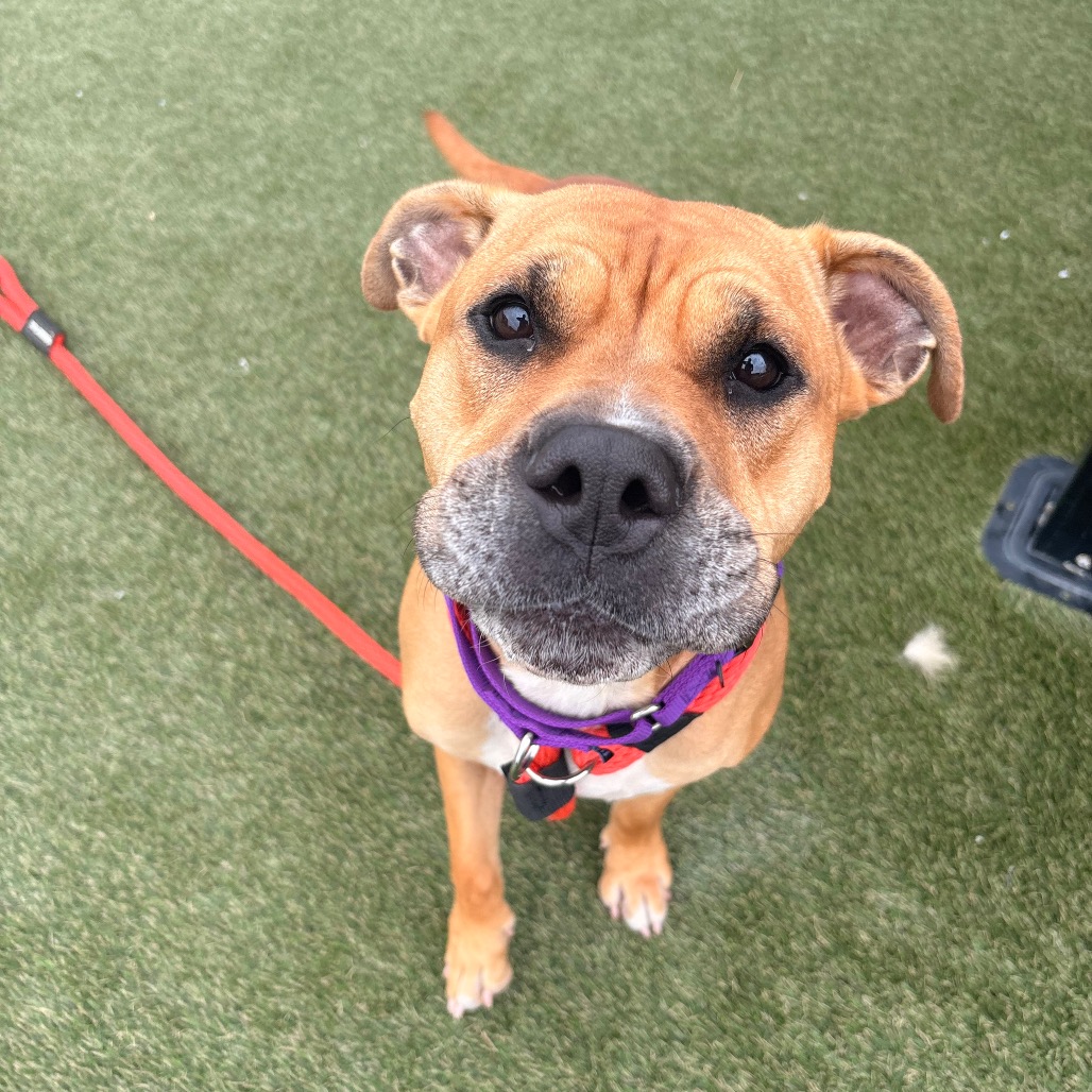 Shelter Stray Female Dog last seen , Animal Care & Control Team of Philly, 111 W Hunting Park Ave, Philadelphia, PA 19140, USA