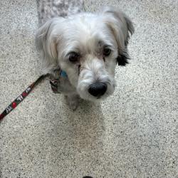 Shelter Stray Male Dog last seen , 1013 Garfield St, Oak Park, IL 60304, USA