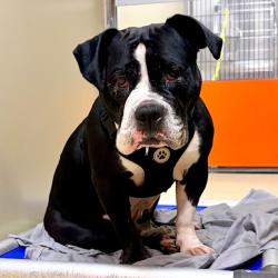 Shelter Stray Female Dog last seen , Animal Care & Control Team of Philly, 111 W Hunting Park Ave, Philadelphia, PA 19140, USA