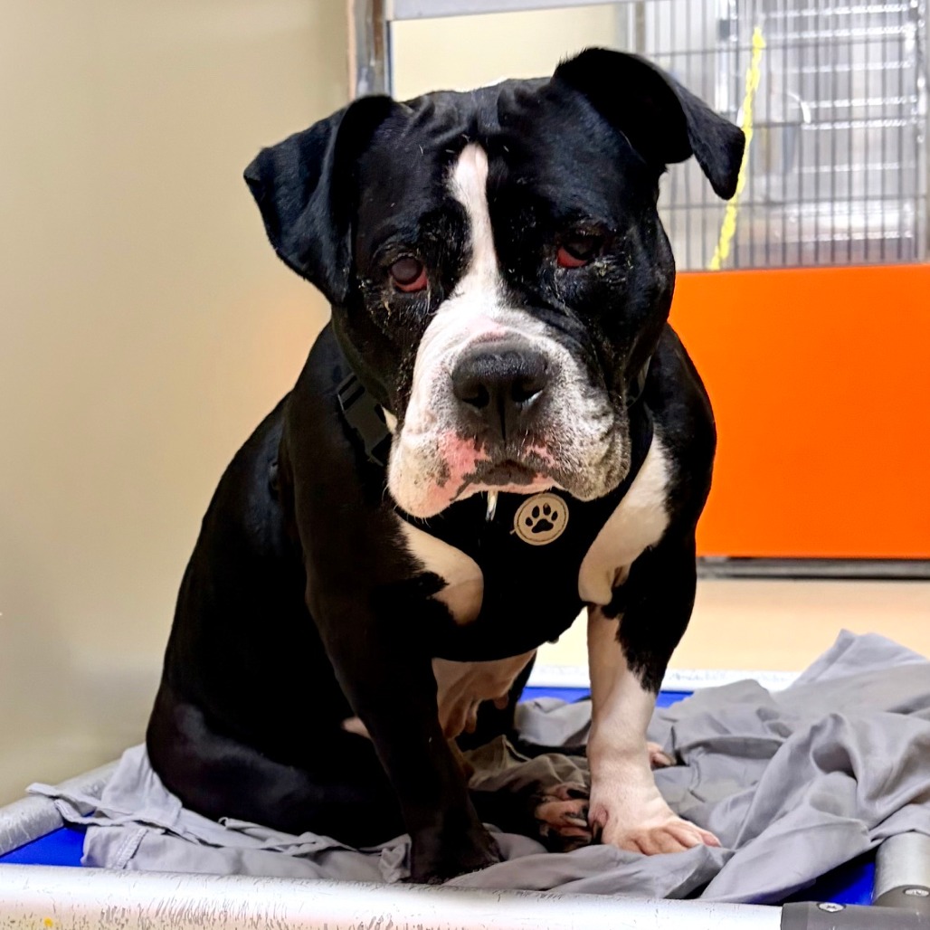 Shelter Stray Female Dog last seen , Animal Care & Control Team of Philly, 111 W Hunting Park Ave, Philadelphia, PA 19140, USA