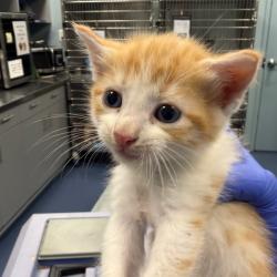 Shelter Stray Male Cat last seen , 980 Guilford College Rd, Greensboro, NC 27409, USA