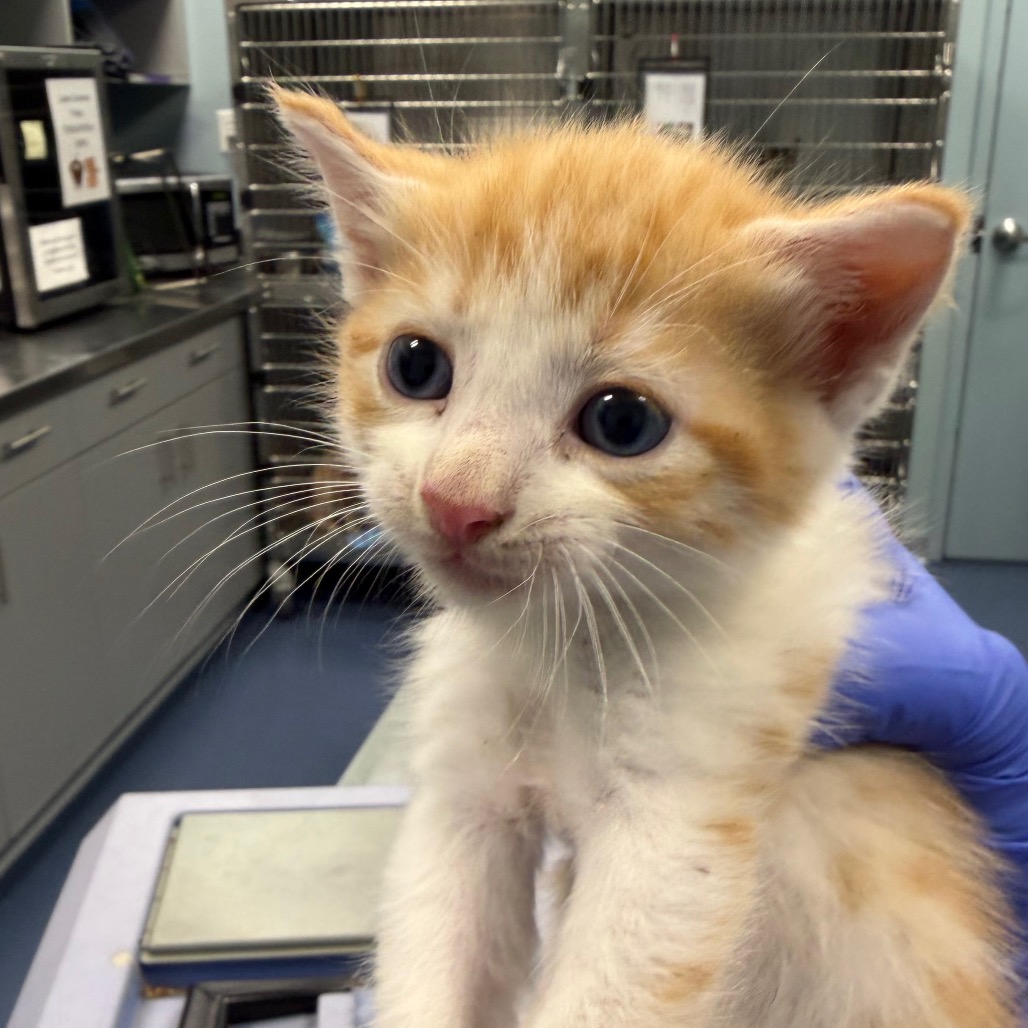 Shelter Stray Male Cat last seen , 980 Guilford College Rd, Greensboro, NC 27409, USA
