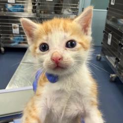 Shelter Stray Male Cat last seen , 980 Guilford College Rd, Greensboro, NC 27409, USA