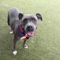 Shelter Stray Female Dog last seen , Animal Care & Control Team of Philly, 111 W Hunting Park Ave, Philadelphia, PA 19140, USA