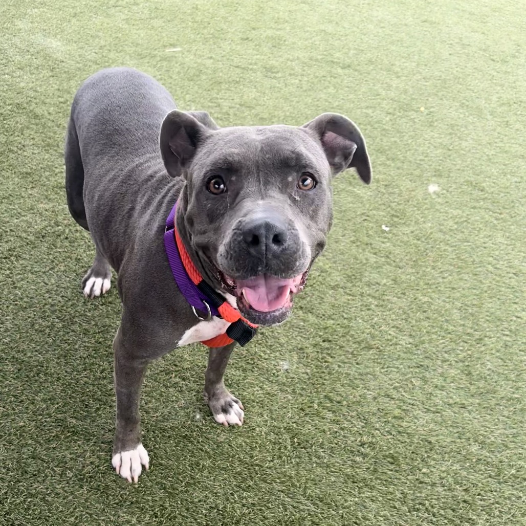 Shelter Stray Female Dog last seen , Animal Care & Control Team of Philly, 111 W Hunting Park Ave, Philadelphia, PA 19140, USA