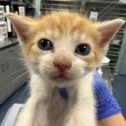Shelter Stray Male Cat last seen , 980 Guilford College Rd, Greensboro, NC 27409, USA