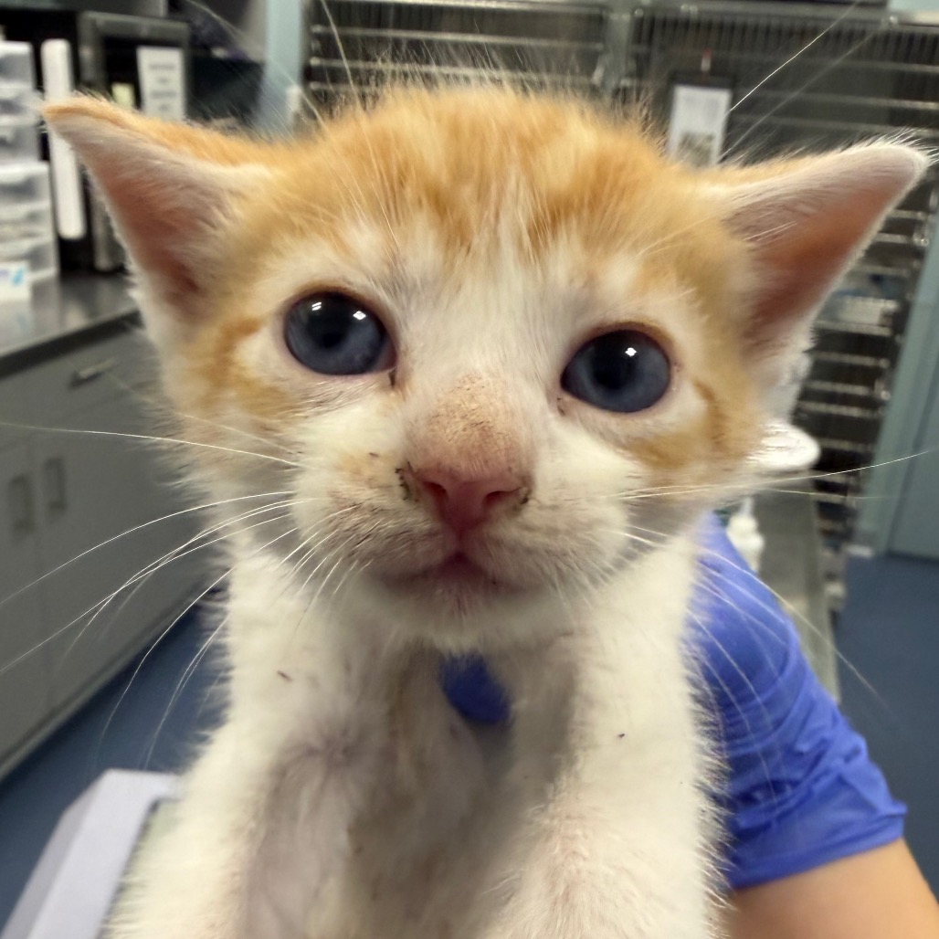 Shelter Stray Male Cat last seen , 980 Guilford College Rd, Greensboro, NC 27409, USA