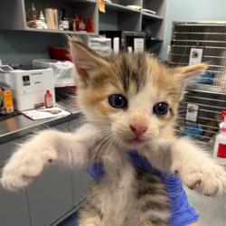 Shelter Stray Female Cat last seen , 980 Guilford College Rd, Greensboro, NC 27409, USA