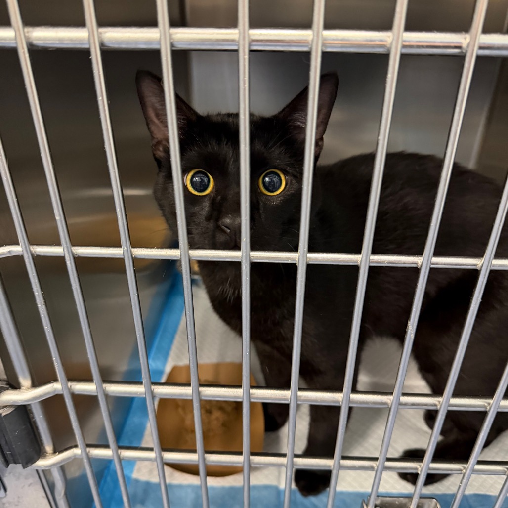 Shelter Stray Male Cat last seen , 980 Guilford College Rd, Greensboro, NC 27409, USA