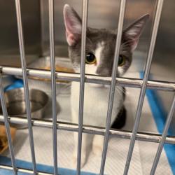 Shelter Stray Female Cat last seen , 980 Guilford College Rd, Greensboro, NC 27409, USA