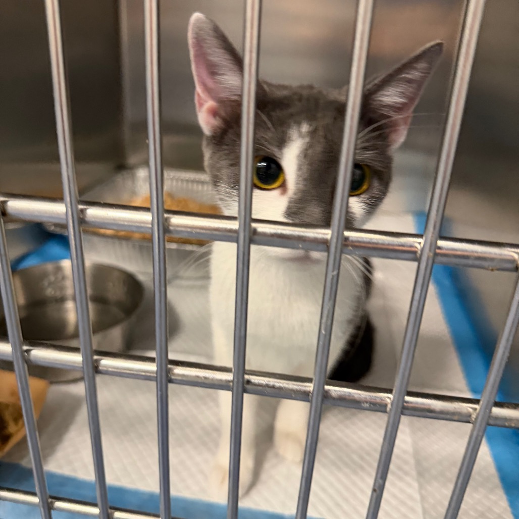 Shelter Stray Female Cat last seen , 980 Guilford College Rd, Greensboro, NC 27409, USA