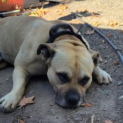 Shelter Stray Male Dog last seen , 2608 Center St, Tacoma, WA 98409, USA