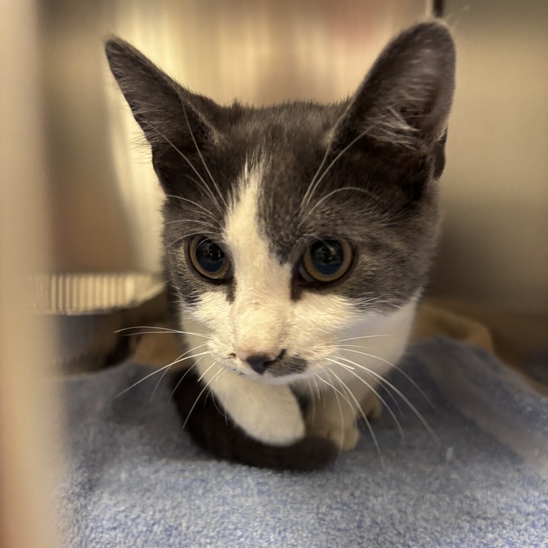 Shelter Stray Unknown Cat last seen , 14 Forever Friend Ln, Asheville, NC 28806, USA