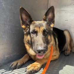 Shelter Stray Female Dog last seen , 4500 N Access Rd, Chattanooga, TN 37415, USA