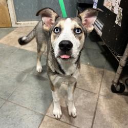 Shelter Stray Female Dog last seen , 4500 N Access Rd, Chattanooga, TN 37415, USA