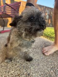 Reunited Female Dog last seen Chapel Creek, Fort Worth, TX 76108