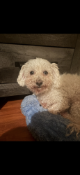 Reunited Female Dog last seen Tuggle Ives dr, Buford, GA 30519