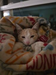 Reunited Male Cat last seen Forest Park Way, Cary, NC 27518