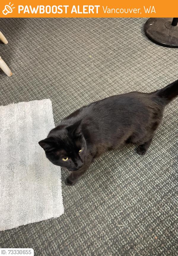 Found/Stray Female Cat last seen Ne 123 ave and 5th st Vancouver wa, Vancouver, WA 98684
