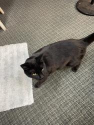 Found/Stray Female Cat last seen Ne 123 ave and 5th st Vancouver wa, Vancouver, WA 98684