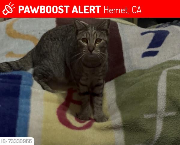 Lost Male Cat last seen Santa Ynez Court (cul de sac) and Merced Rd, Hemet, CA 92544