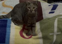 Lost Male Cat last seen Santa Ynez Court (cul de sac) and Merced Rd, Hemet, CA 92544