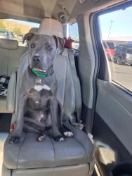 Reunited Male Dog last seen Sunset breeze dr and Moya blvd, Reno, NV 89506