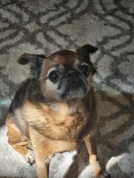 Lost Male Dog last seen Granoble street, Wilsonville, OR 97070