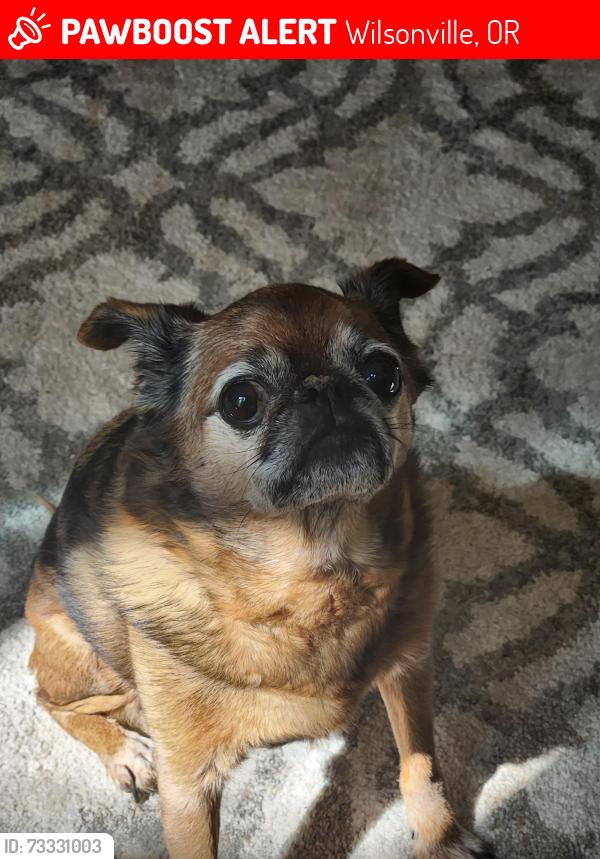 Lost Male Dog last seen Granoble street, Wilsonville, OR 97070