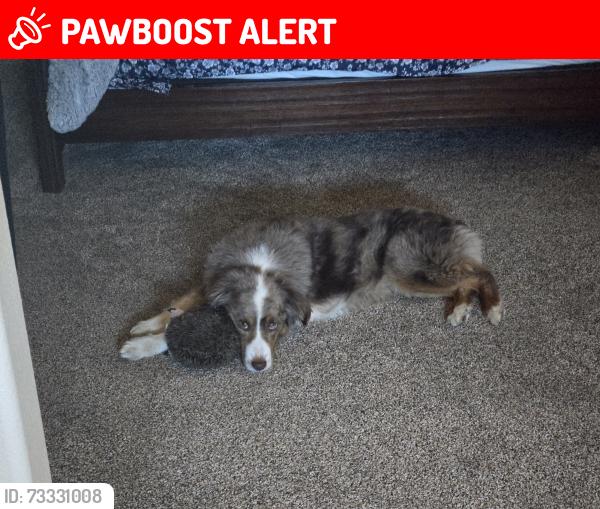 Lost Female Dog last seen Balsam, Colorado Springs, CO 80923
