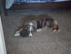 Lost Female Dog last seen Balsam, Colorado Springs, CO 80923