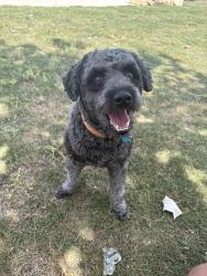 Reunited Female Dog last seen Ladd rd & TomLynn, Atascosa, TX 78002