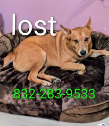 Lost Male Dog last seen Ranchcrest dr. Magnolia, Montgomery County, TX 77355