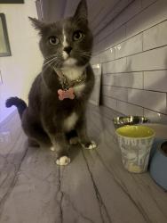 Reunited Female Cat last seen Avenida encinas, Carlsbad, CA 92011