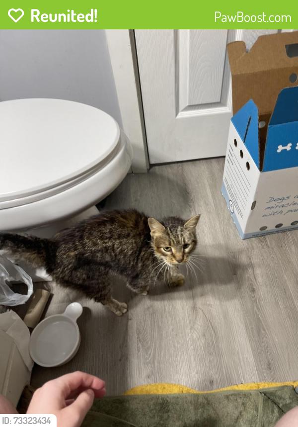 Reunited Female Cat last seen Casey’s on man street in lees summit, Greenwood, MO 64034
