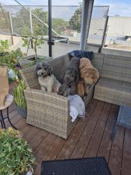 Reunited Male Dog last seen MLK / Atlantic, Lynwood, CA 90262