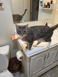 Reunited Female Cat last seen Spring brook, Newberg, OR 97132