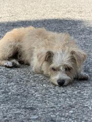 Found/Stray Female Dog last seen Cogswell, El Monte, CA 91732