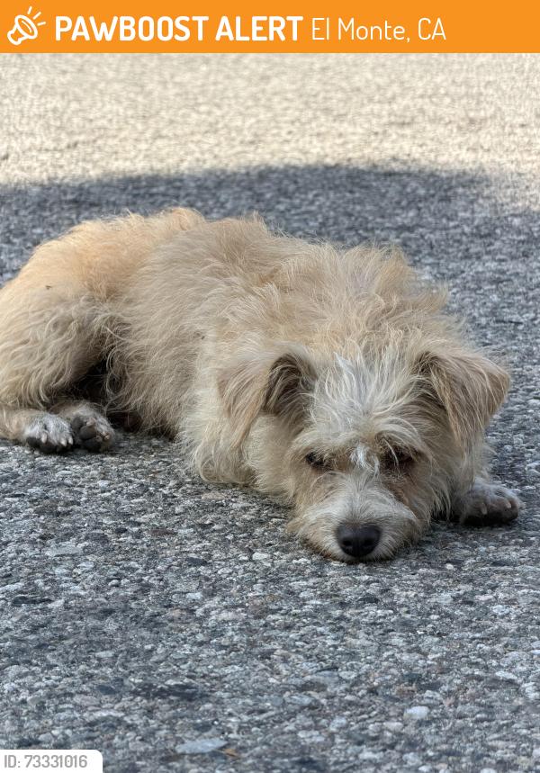 Found/Stray Female Dog last seen Cogswell, El Monte, CA 91732
