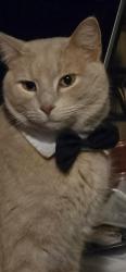 Lost Male Cat last seen TILLTS AND peoples Co Op, Oronoco, MN 55960