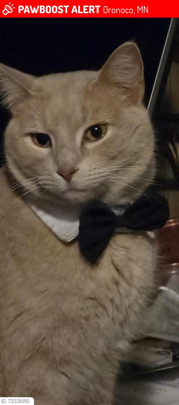 Lost Male Cat last seen TILLTS AND peoples Co Op, Oronoco, MN 55960