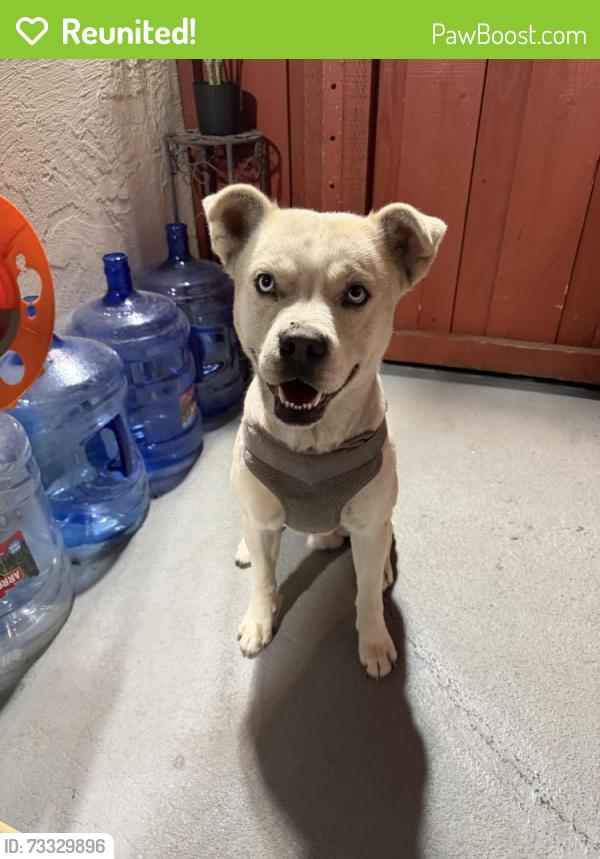 Reunited Male Dog last seen San Jose, Ca 95127, San Jose, CA 95148