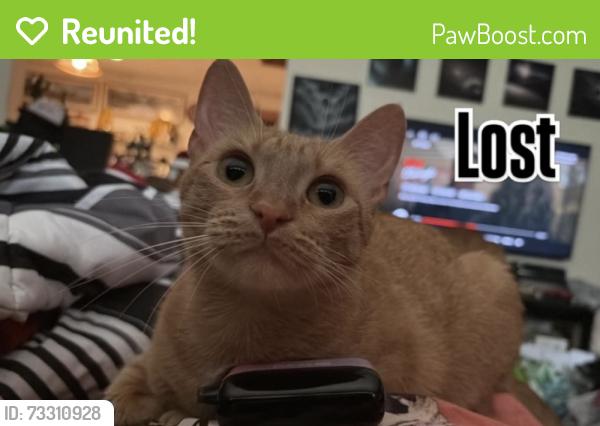 Reunited Female Cat last seen edgell road, Framingham, MA 01701