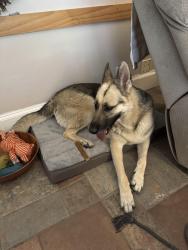 Reunited Female Dog last seen Pebble Beach Drive and Cyprus Point Drive in Brookhaven, Farmers Branch, TX 75234