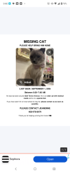 Lost Male Cat last seen Near Terner Way, San Jose, CA 95136
