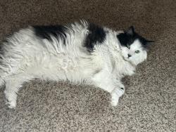 Lost Male Cat last seen Old alturas and Oregon trail, Redding, CA 96002