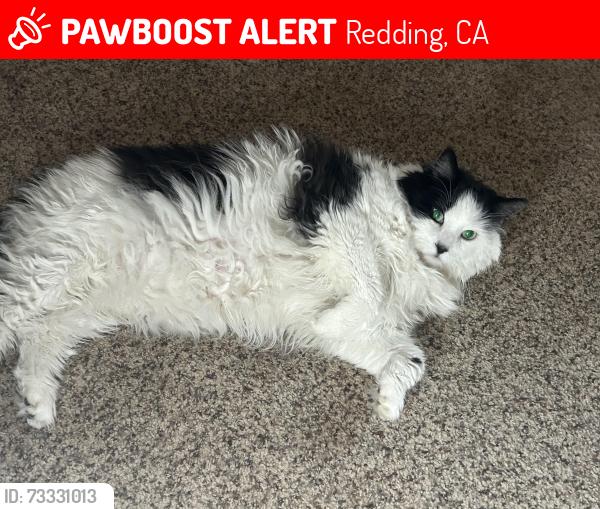 Lost Male Cat last seen Old alturas and Oregon trail, Redding, CA 96002