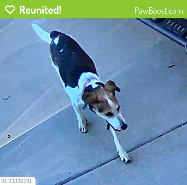 Reunited Unknown Dog last seen Near E Ananea Ave, Mesa, AZ 85208, USA, Mesa, AZ 85208