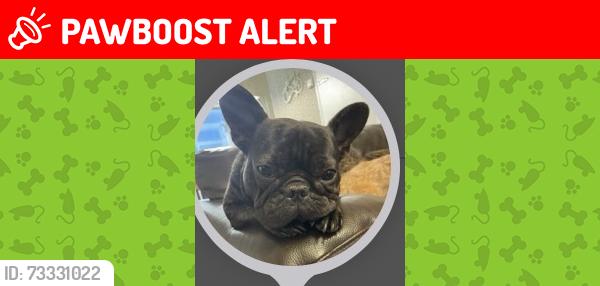 Lost Female Dog last seen Broad street Dagenham, Greater London, England RM10 9BS