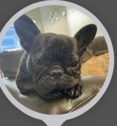 Lost Female Dog last seen Broad street Dagenham, Greater London, England RM10 9BS